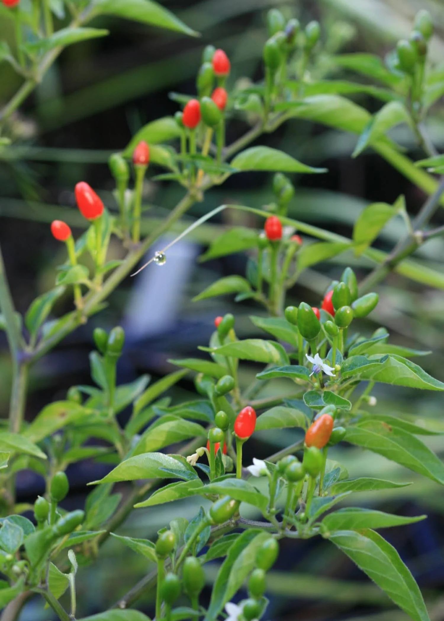 Sow Exotic Rare Fruiting Plants Bird Pepper (Capsicum Annuum Var. Glabriusculum) 1 Sow Exotic Rare Fruiting Plants Bird Pepper (Capsicum Annuum Var. Glabriusculum)