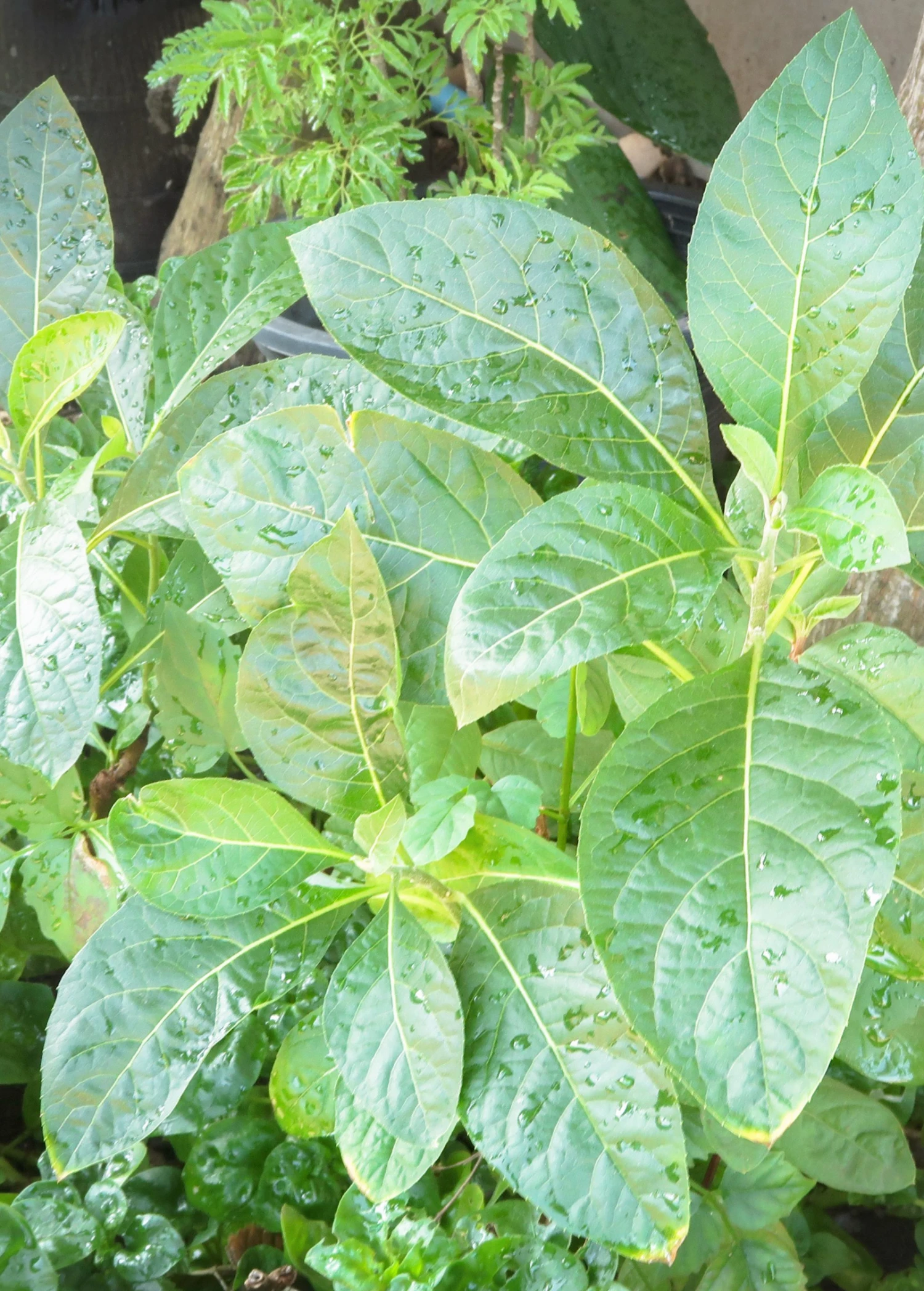 Sow Exotic Bitter Leaf Tree (Gymnanthemum Extensum) 3 Sow Exotic Bitter Leaf Tree (Gymnanthemum Extensum)