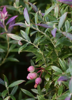 Sow Exotic Blueberry 'Native Florida' (Vaccinium Darrowii)