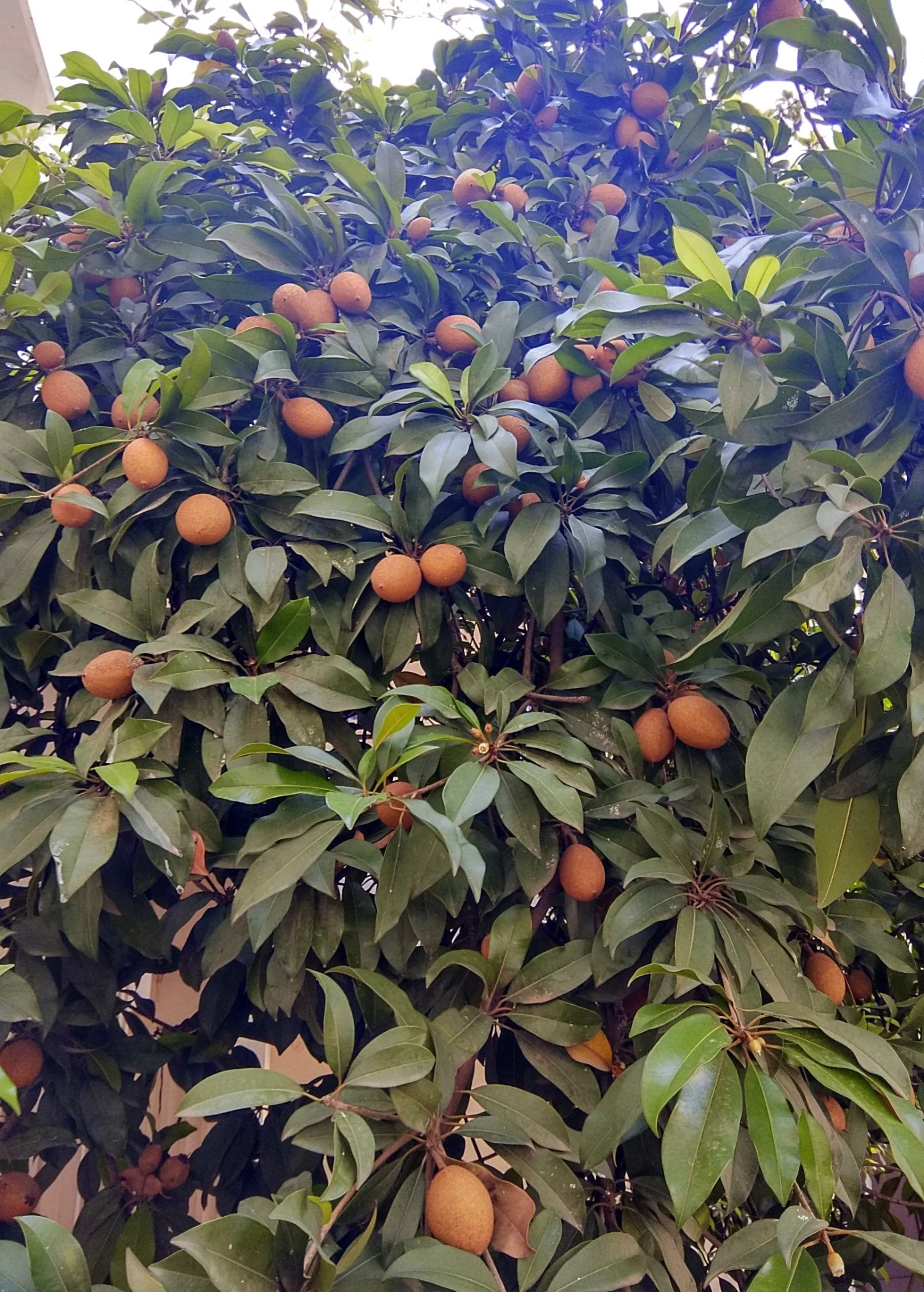 Sow Exotic Mamey Sapote 'Magana' (Pouteria Sapota) Tropical Fruit & Spice Trees