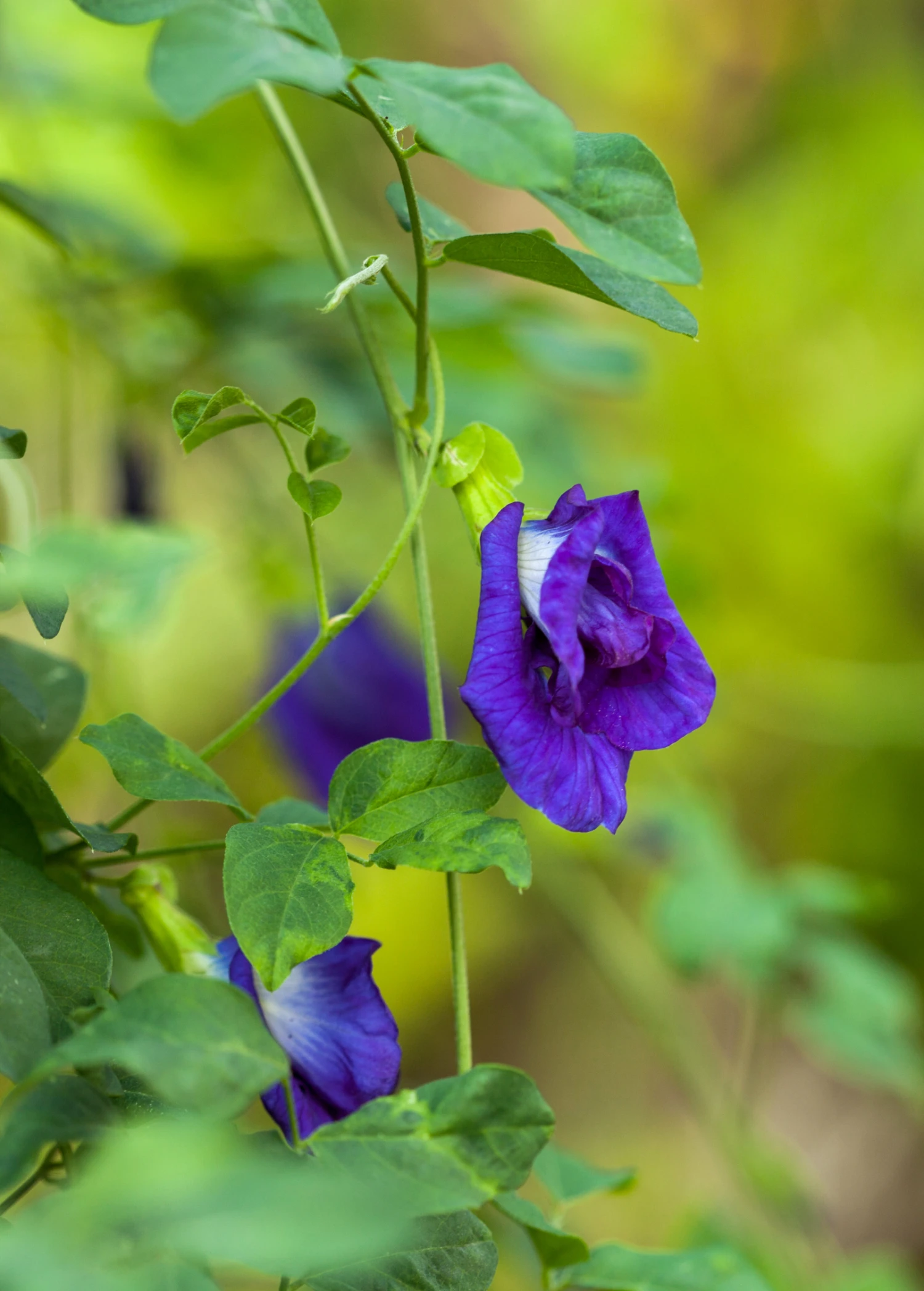 Sow Exotic Butterfly Pea (Clitoria Ternatea) 1 Sow Exotic Butterfly Pea (Clitoria Ternatea)