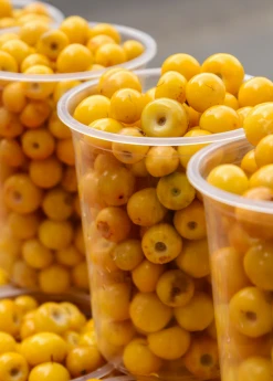 Sow Exotic Nance (Byrsonima Crassifolia) Tropical Fruit & Spice Trees