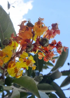 Sow Exotic Nance (Byrsonima Crassifolia) Tropical Fruit & Spice Trees