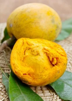 Sow Exotic Tropical Fruit & Spice Trees Canistel 'Trompo' (Pouteria Campechiana)