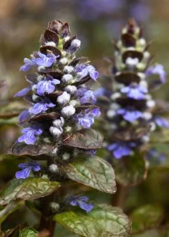 Sow Exotic Medicinal & Culinary Herbs Chocolate Chip Bugleweed (Ajuga) 6 Sow Exotic Medicinal & Culinary Herbs Chocolate Chip Bugleweed (Ajuga)