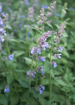 Sow Exotic Catnip (Nepeta Cataria)