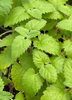 Sow Exotic Catnip (Nepeta Cataria)