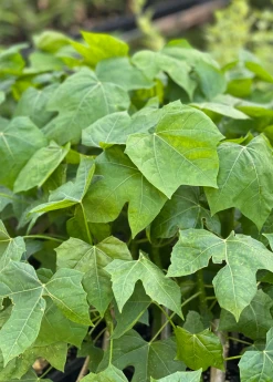 Sow Exotic Medicinal & Culinary Herbs Chaya, Mexican Tree Spinach (Cnidoscolus Aconitifolius)