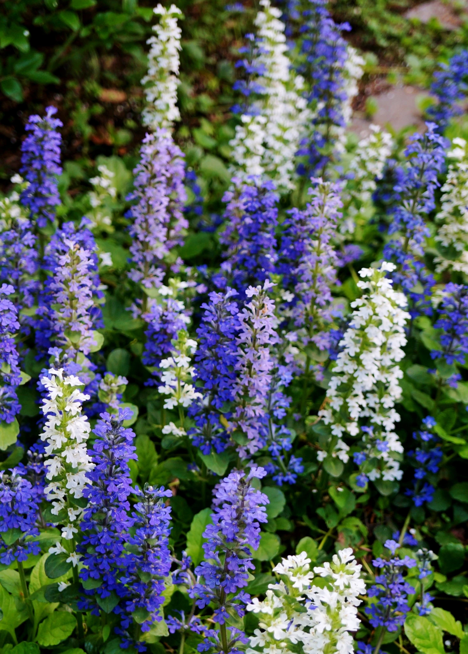 Sow Exotic Medicinal & Culinary Herbs Chocolate Chip Bugleweed (Ajuga) 1 Sow Exotic Medicinal & Culinary Herbs Chocolate Chip Bugleweed (Ajuga)