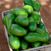 Sow Exotic Avocado 'Choquette' (Persia Americana) Tropical Fruit & Spice Trees