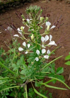 Sow Exotic Shona Cabbage (Cleome Gynandra)