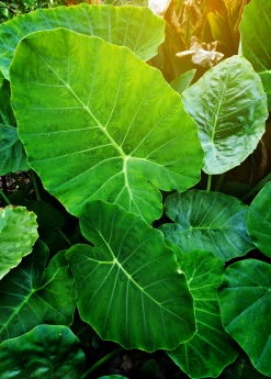 Sow Exotic Medicinal & Culinary Herbs Taro 'Chinese Bun Long' (Colocasia Esculenta) 9 Sow Exotic Medicinal & Culinary Herbs Taro 'Chinese Bun Long' (Colocasia Esculenta)