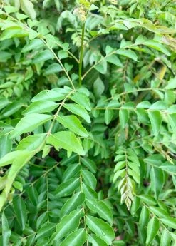 Sow Exotic Curry Leaf (Murraya Koenigii)