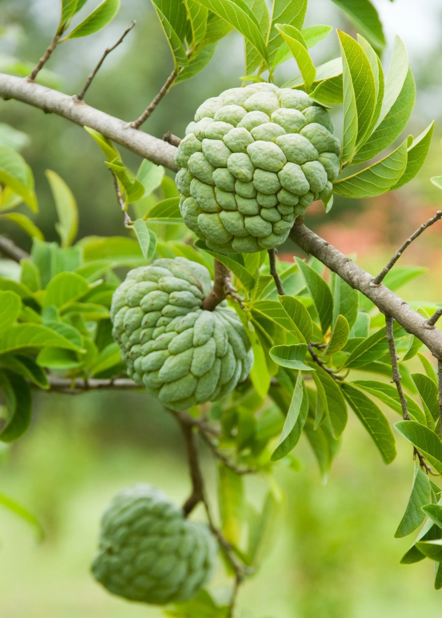 Sow Exotic Sugar Apple 'Thai Lessard' (Annona Squamosa L) 1 Sow Exotic Sugar Apple 'Thai Lessard' (Annona Squamosa L)