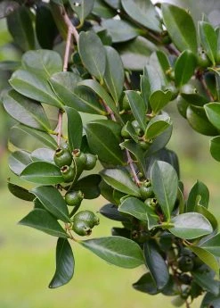 Sow Exotic Tropical Fruit & Spice Trees Guava, Strawberry (Psidium Cattleianum)