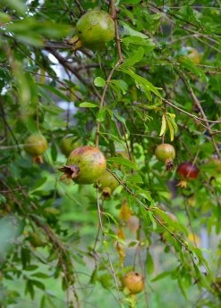 Sow Exotic Pomegranate 'Vietnamese Pink' (Punica Granatum) Tropical Fruit & Spice Trees 8 Sow Exotic Pomegranate 'Vietnamese Pink' (Punica Granatum) Tropical Fruit & Spice Trees