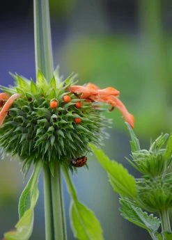Sow Exotic Medicinal & Culinary Herbs Klip Dagga (Leonotis Nepetifolia)