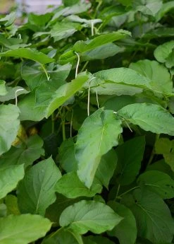 Sow Exotic Medicinal & Culinary Herbs Hoja Santa (Piper Auritum)