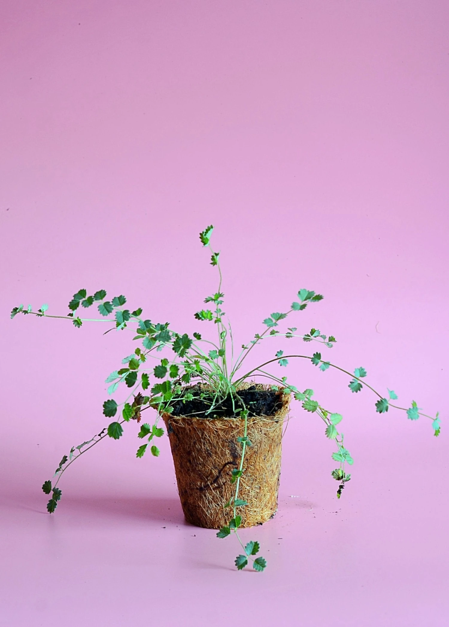 Sow Exotic Salad Burnet (Sanguisorba Minor) 2 Sow Exotic Salad Burnet (Sanguisorba Minor)