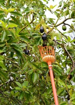 Sow Exotic Fruit Picker