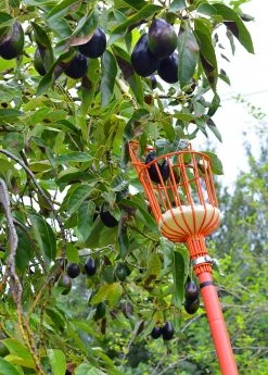 Sow Exotic Fruit Picker
