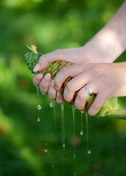 Sow Exotic New Arrivals Awapuhi Shampoo Ginger Flower Cones