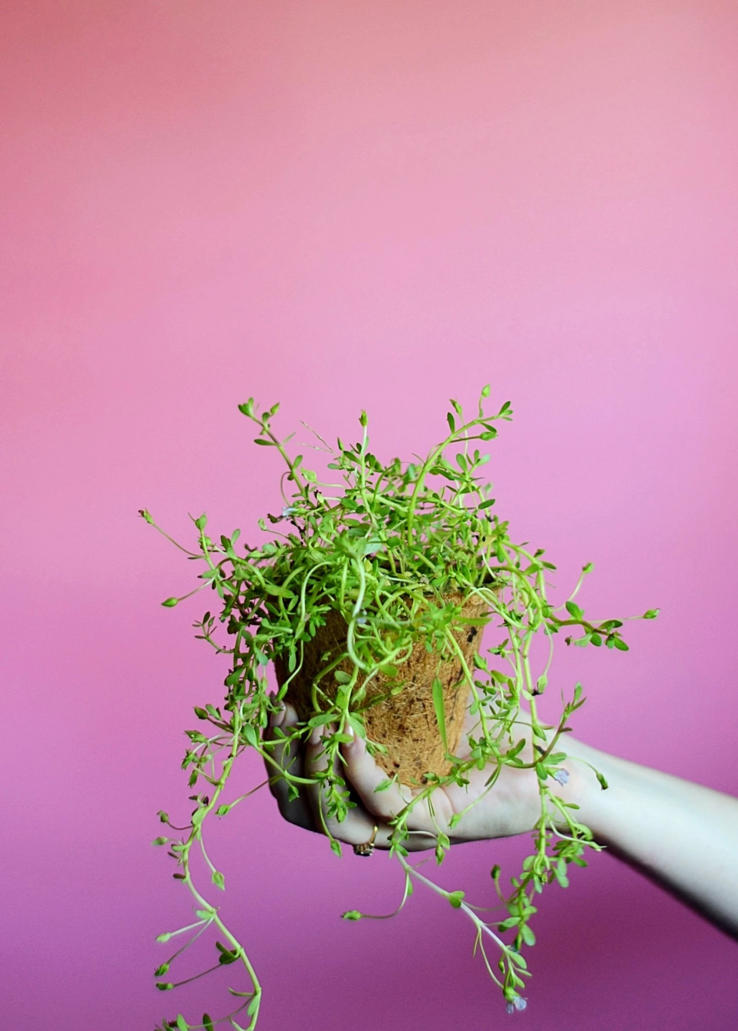 Sow Exotic Medicinal & Culinary Herbs Brahmi (Bacopa Monnieri) 1 Sow Exotic Medicinal & Culinary Herbs Brahmi (Bacopa Monnieri)