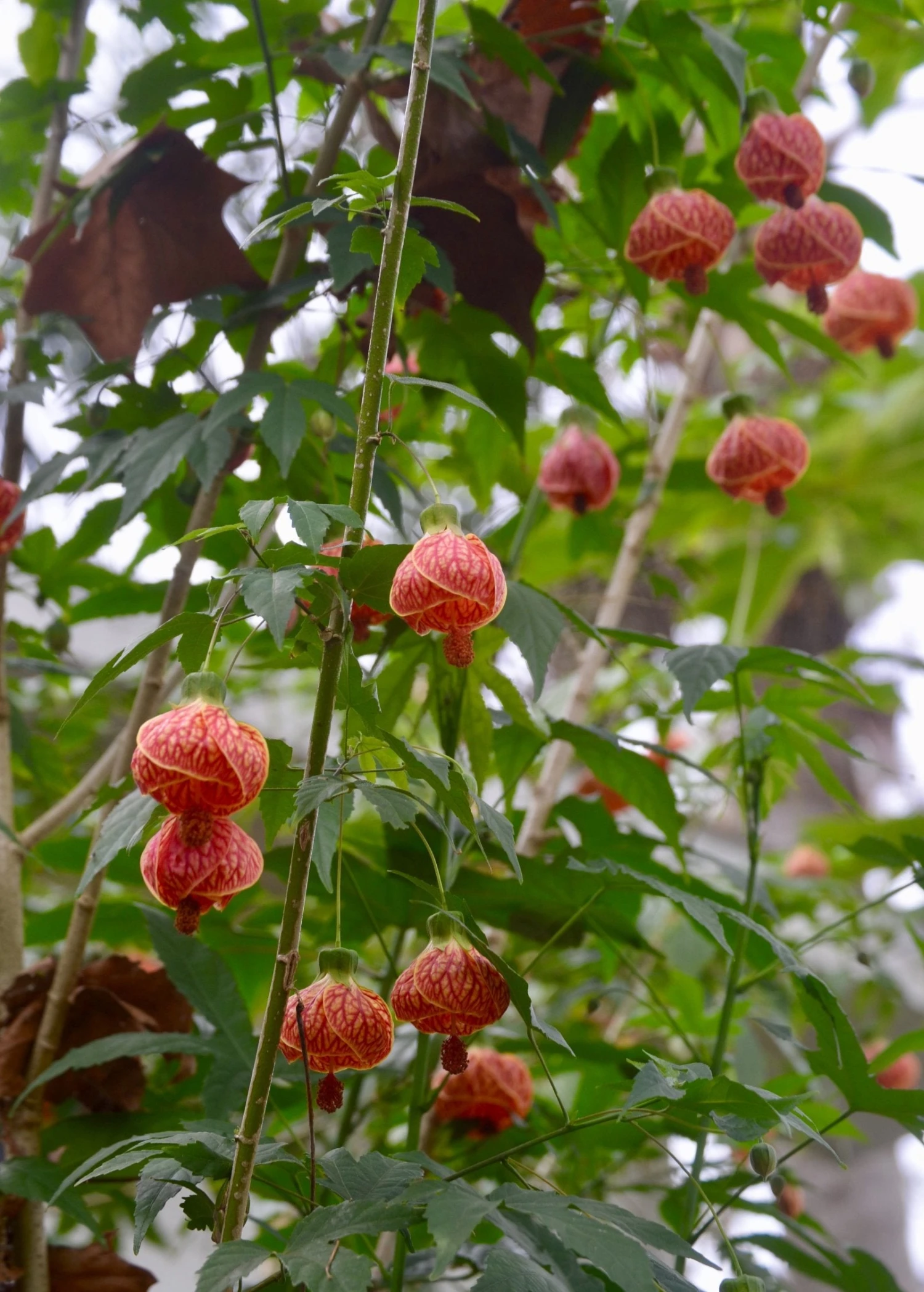 Sow Exotic Flowering Maple (Abutilon Pictum) 2 Sow Exotic Flowering Maple (Abutilon Pictum)