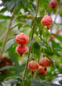 Sow Exotic Flowering Maple (Abutilon Pictum)