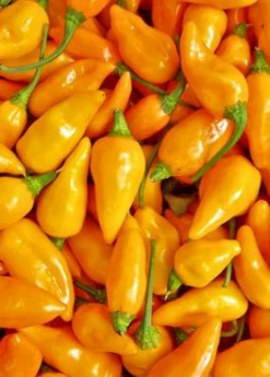 Sow Exotic Datil Pepper (Capsicum Chinense) Rare Fruiting Plants