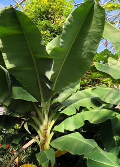 Sow Exotic Tropical Fruit & Spice Trees Banana 'Dwarf Cavendish' (Musa Acuminata)