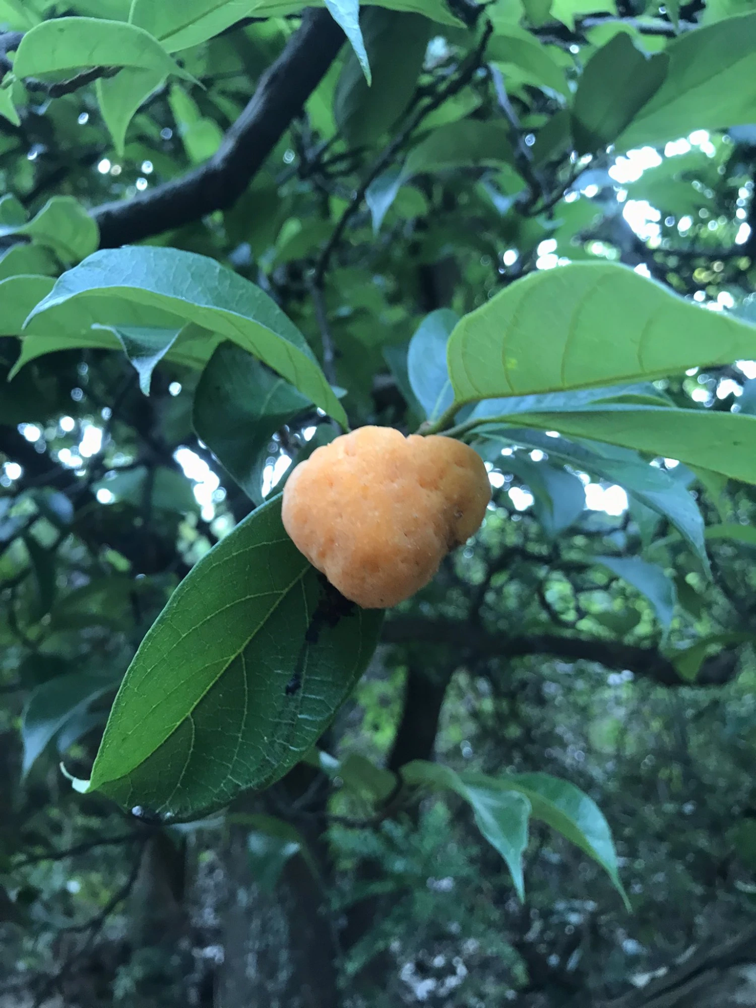 Sow Exotic Kwai Muk (Artocarpus Hypargyraeus) 1 Sow Exotic Kwai Muk (Artocarpus Hypargyraeus)