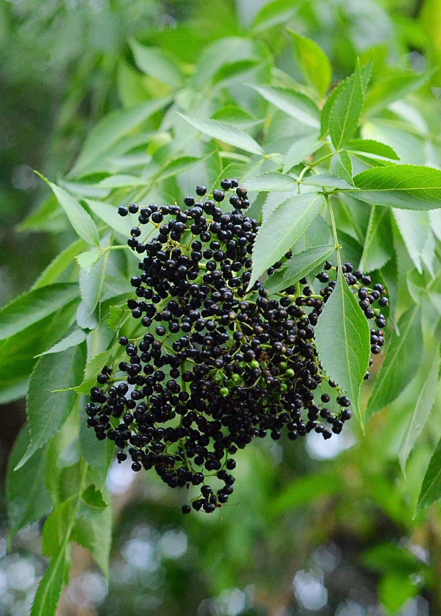 Sow Exotic Elderberry, Florida Native (Sambucus Canadensis) Medicinal & Culinary Herbs 1 Sow Exotic Elderberry, Florida Native (Sambucus Canadensis) Medicinal & Culinary Herbs
