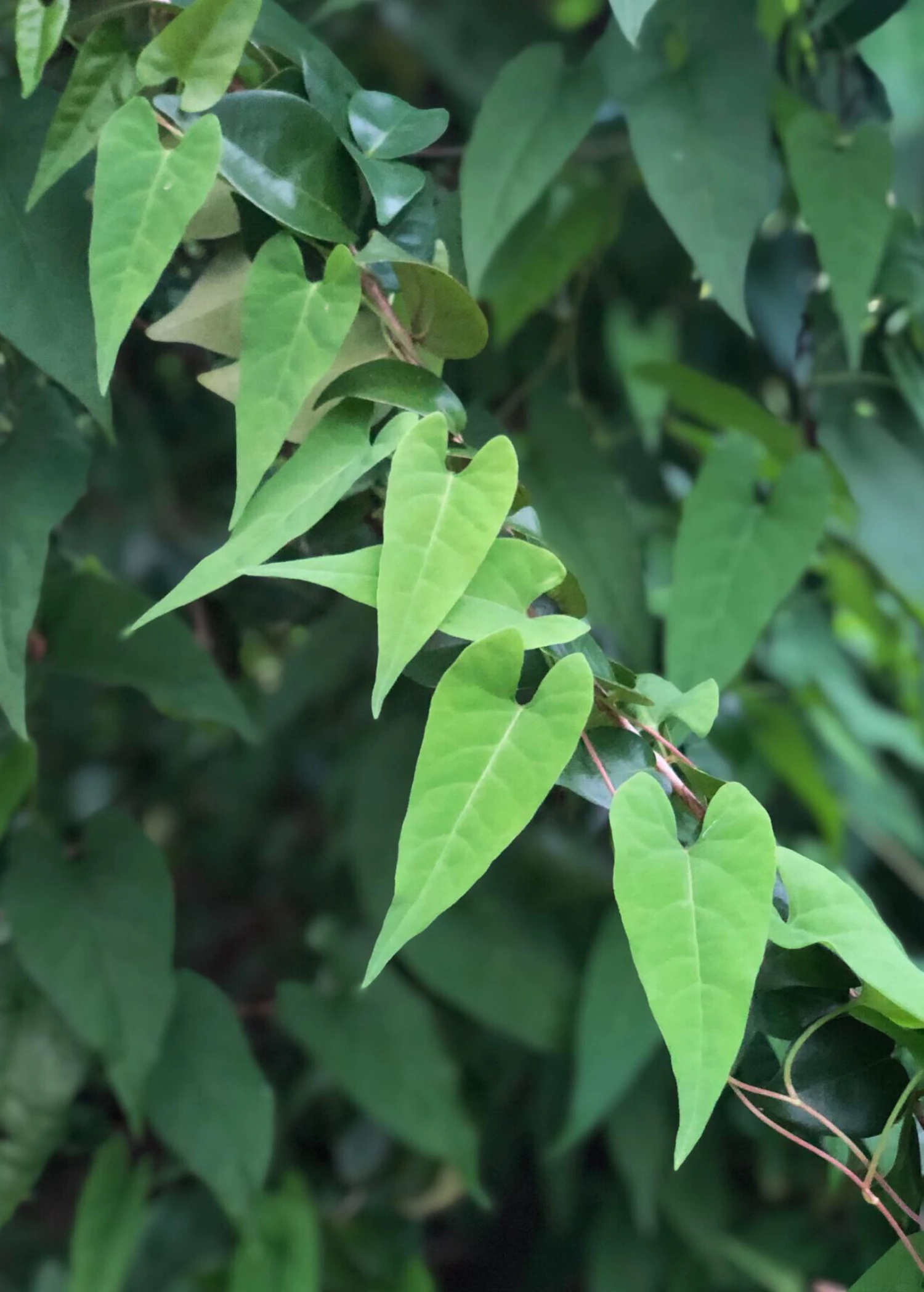 Sow Exotic Fo-Ti, He Shou Wu (Polygonum Multiflorum) 1 Sow Exotic Fo-Ti, He Shou Wu (Polygonum Multiflorum)