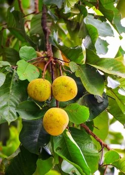 Sow Exotic Tropical Fruit & Spice Trees Santol (Sandoricum Koetjape) 6 Sow Exotic Tropical Fruit & Spice Trees Santol (Sandoricum Koetjape)