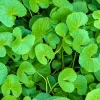 Sow Exotic Gotu Kola (Centella Asiatica)
