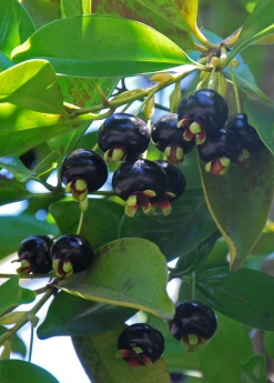 Sow Exotic Grumichama (Eugenia Brasiliensis) Tropical Fruit & Spice Trees