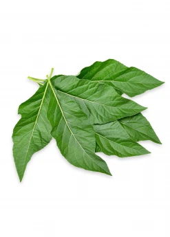 Sow Exotic Bitter Leaf Tree (Gymnanthemum Extensum) 15 Sow Exotic Bitter Leaf Tree (Gymnanthemum Extensum)