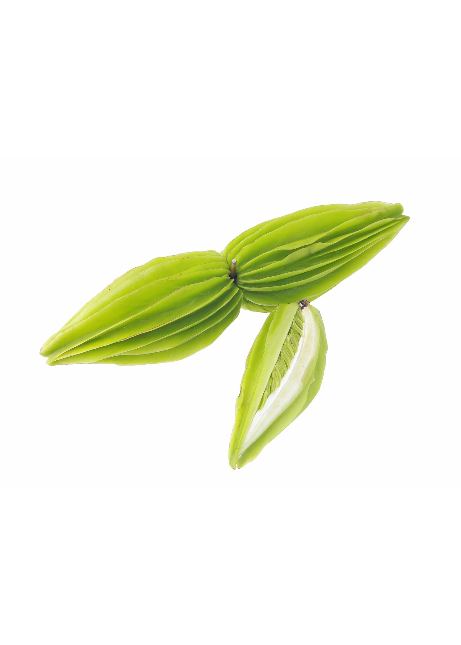 Sow Exotic Bitter Leaf Tree (Gymnanthemum Extensum) 6 Sow Exotic Bitter Leaf Tree (Gymnanthemum Extensum)