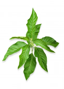 Sow Exotic Bitter Leaf Tree (Gymnanthemum Extensum) 11 Sow Exotic Bitter Leaf Tree (Gymnanthemum Extensum)