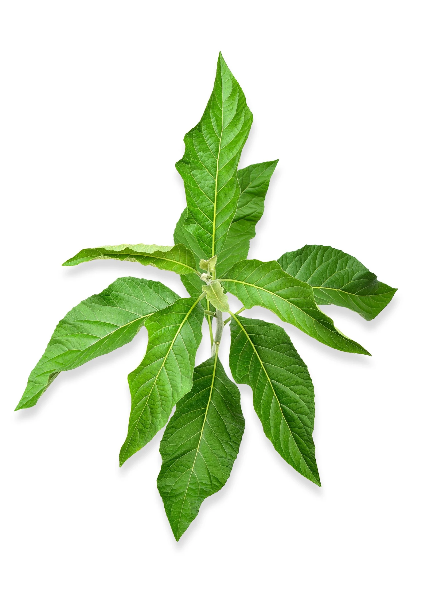 Sow Exotic Bitter Leaf Tree (Gymnanthemum Extensum) 4 Sow Exotic Bitter Leaf Tree (Gymnanthemum Extensum)