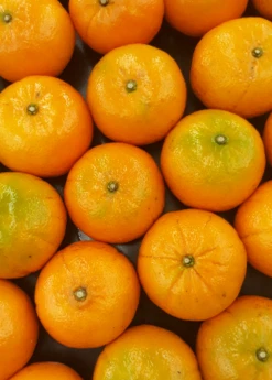 Sow Exotic Murcott (Citrus X Nobilis)