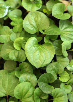 Sow Exotic Medicinal & Culinary Herbs Giâp Cá, Fish Mint (Houttuynia Cordata)