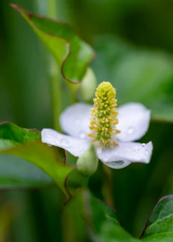 Sow Exotic Medicinal & Culinary Herbs Giâp Cá, Fish Mint (Houttuynia Cordata)