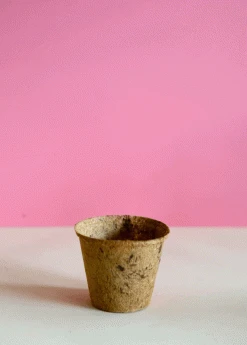 Sow Exotic Biodegradable Coconut Planters