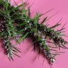 Sow Exotic Medicinal & Culinary Herbs Siberian Motherwort (Leonurus Sibiricus)