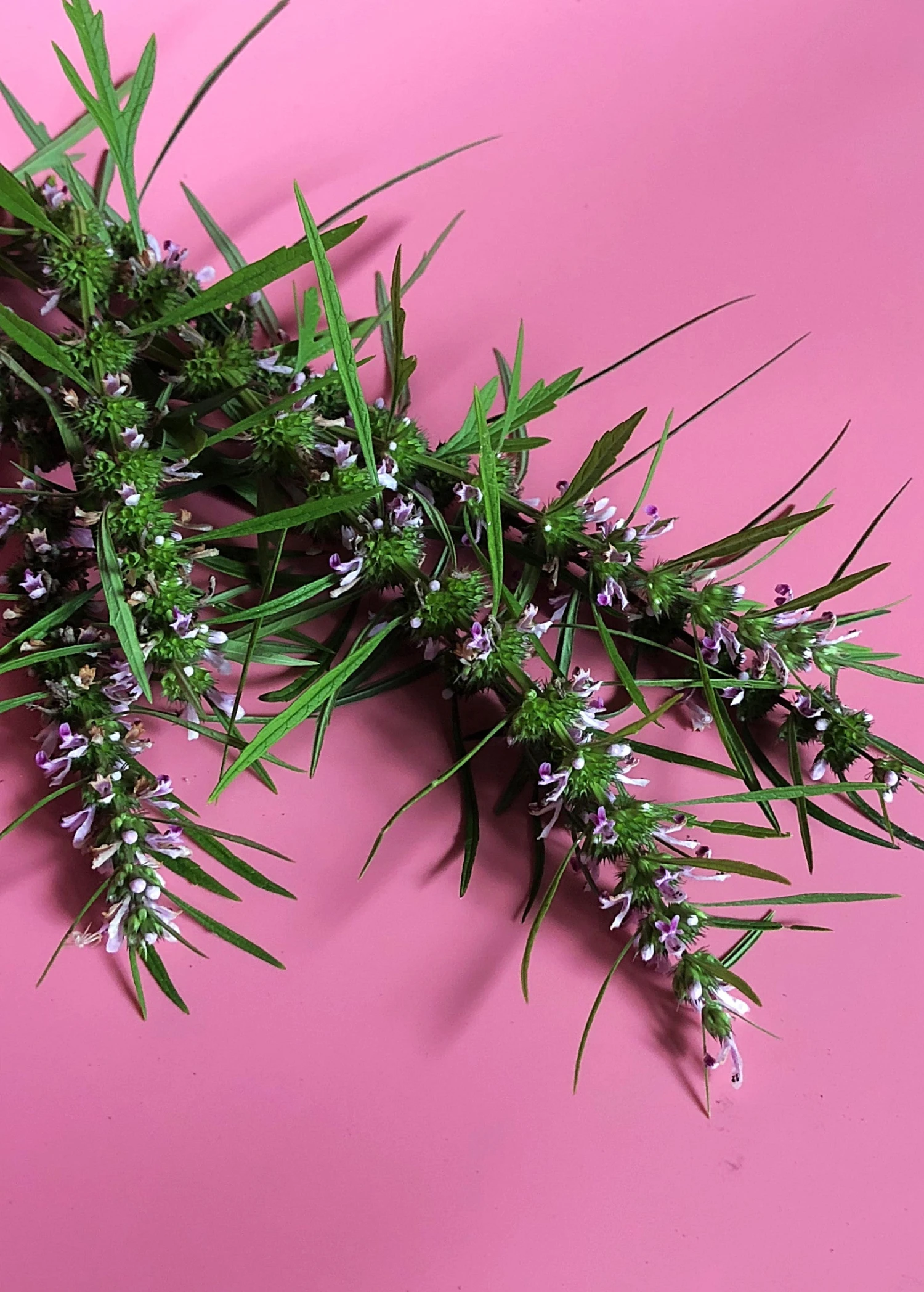 Sow Exotic Medicinal & Culinary Herbs Siberian Motherwort (Leonurus Sibiricus) 1 Sow Exotic Medicinal & Culinary Herbs Siberian Motherwort (Leonurus Sibiricus)