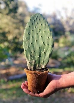 Sow Exotic Rare Fruiting Plants Nopales Cactus (Opuntia Matudae)