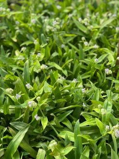 Sow Exotic Medicinal & Culinary Herbs Beijing Grass (Murdannia Loriformis)