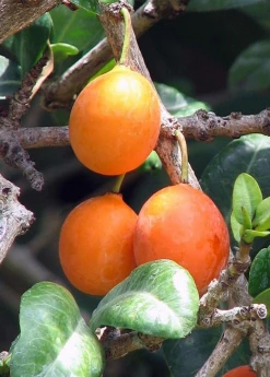 Sow Exotic Imbe (Garcinia Livingstonei)